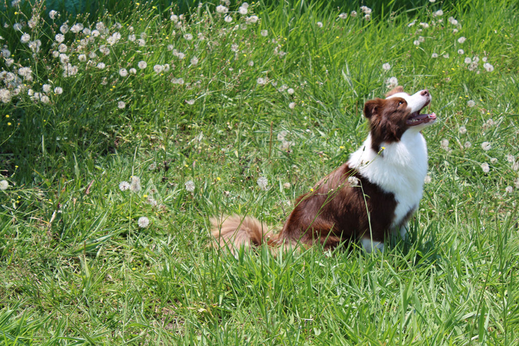 Border Collie - Trufa