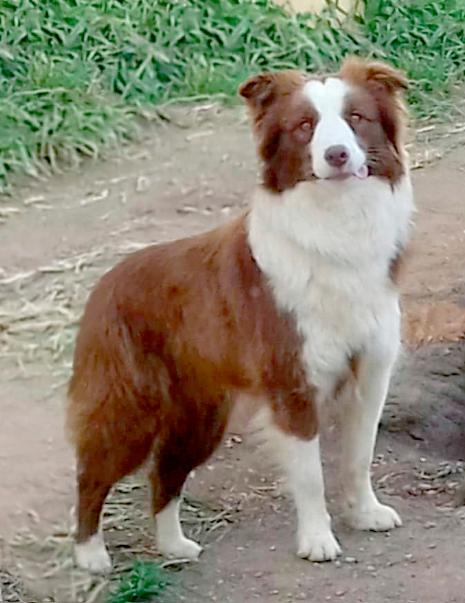 Border Collie - Trufa