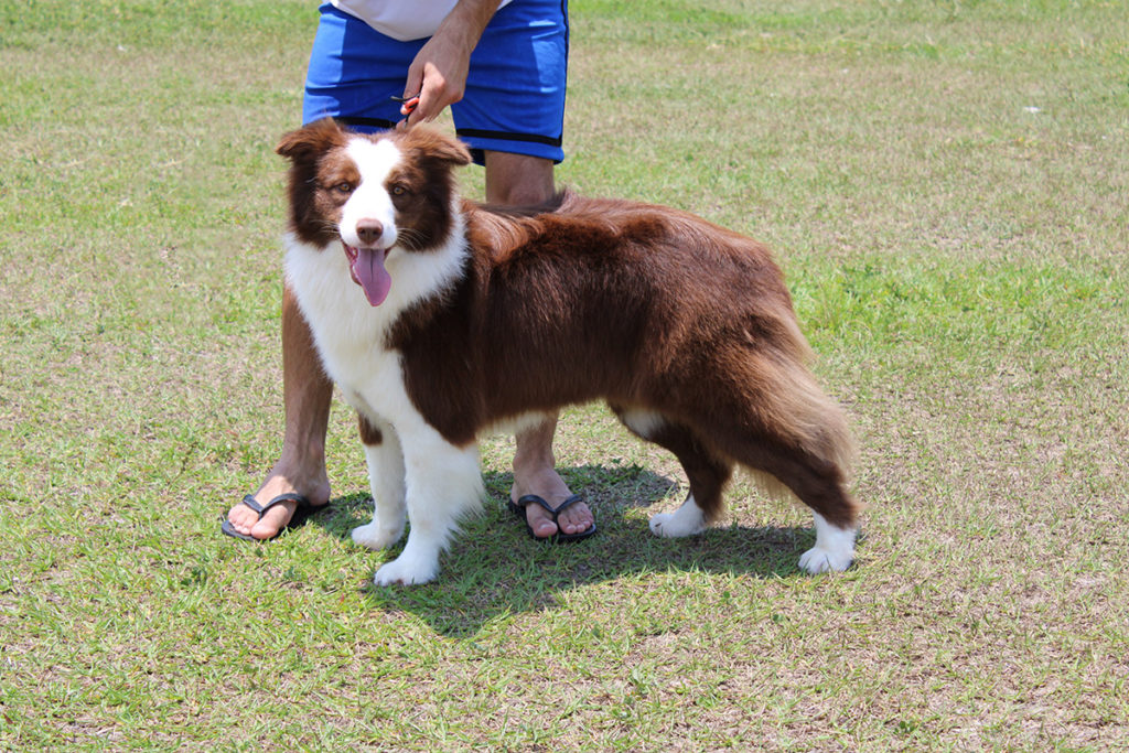 Border Collie - Trufa