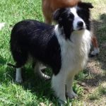 Border Collie - Miss