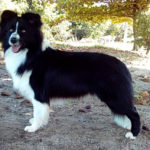 Border Collie - Notório