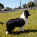 Border Collie - Notório