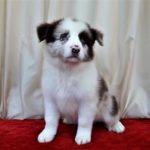 Border Collie - Orick