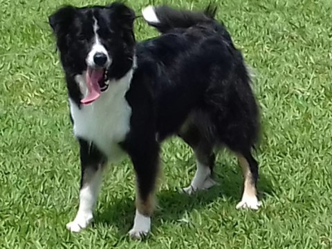 Border Collie - Wendy